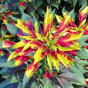 Yellow Red Poinsettia Flower seeds for Planting - Vibrant Colors, Heirloom & GMO Free Seeds for Home Garden