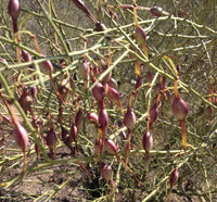 Desert Ironwood Tree Seeds – Heirloom Non-GMO Seeds for Home Garden Planting
 
 Sale seeds for home garden