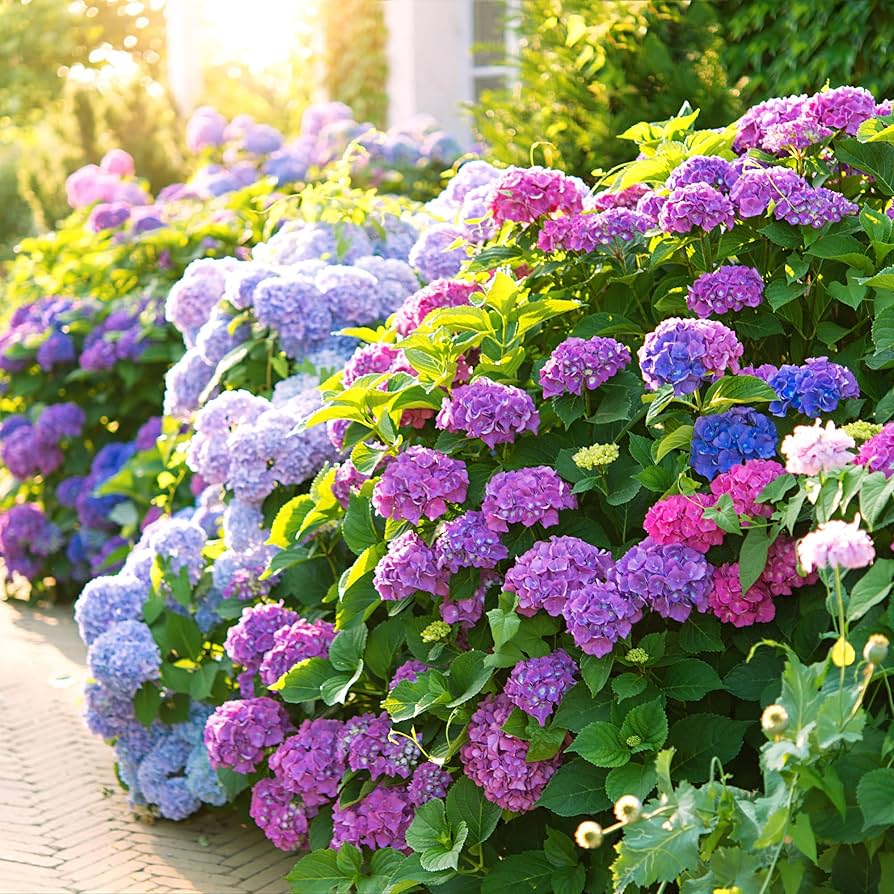 Brown Hydrangea Flower Seeds for Easy Planting