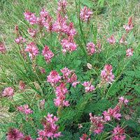 Onobrychis (Onobrychis Viciifolia) seeds for planting in home garden
