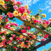Mixed Climbing Rose Seeds Flower seeds for Planting Cottage Garden Essential Heirloom & GMO Free Seeds for Home Garden
