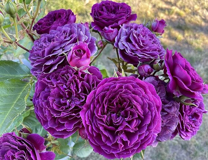 Deep Purple Rose Flower Seeds for Planting Fragrant Blossoms Heirloom & GMO Free Seeds for Home Garden
 
 Sale