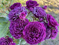Deep Purple Rose Flower Seeds for Planting Fragrant Blossoms Heirloom & GMO Free Seeds for Home Garden
 
 Sale