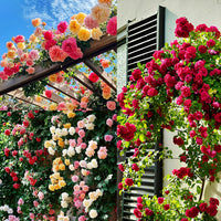 Mixed Climbing Rose Seeds Flower seeds for Planting Cottage Garden Essential Heirloom & GMO Free Seeds for Home Garden