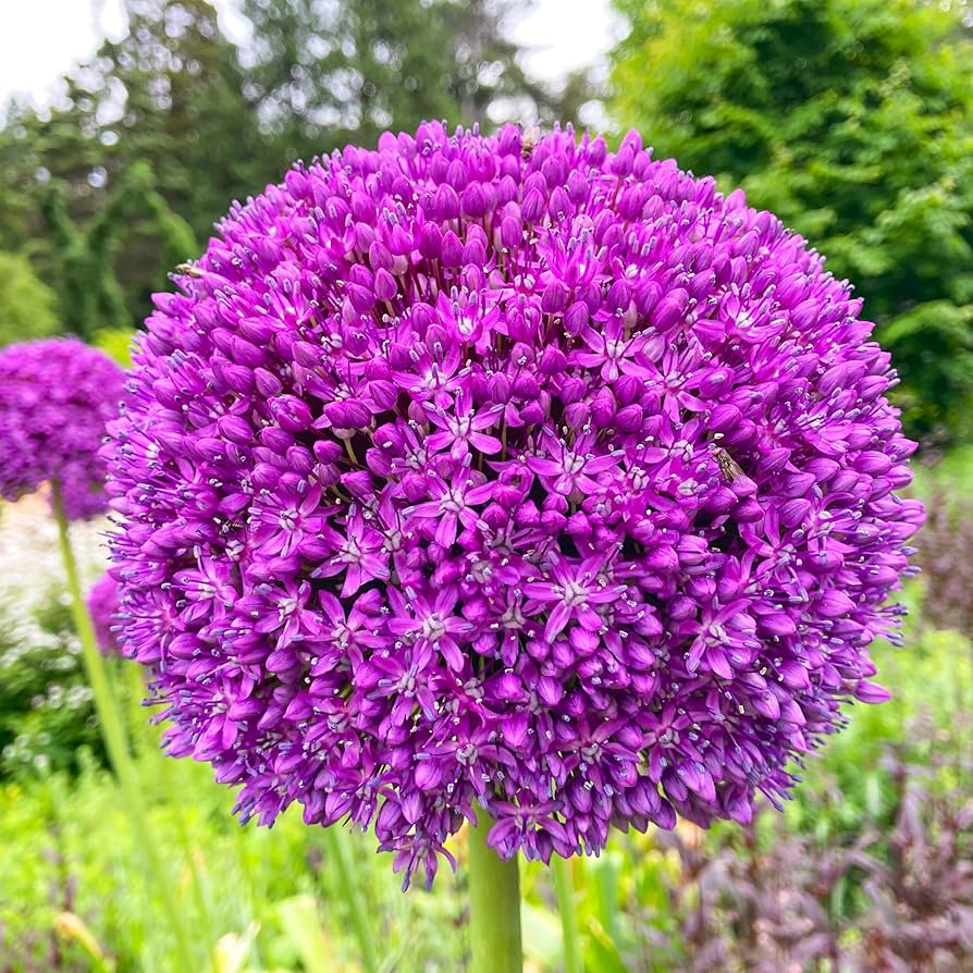 Giant Onion Allium Giganteum Seeds