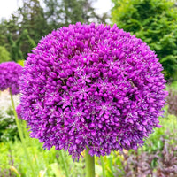 Giant Onion Allium Giganteum Seeds