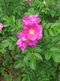 Heirloom Rugosa Rose Flower seeds for Planting Perfect for Borders Heirloom & GMO Free Seeds for Home Garden