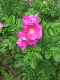 Pink Rugosa Flower seeds for Planting Garden Favorite Heirloom & GMO Free Seeds for Home Garden
 
 Sale