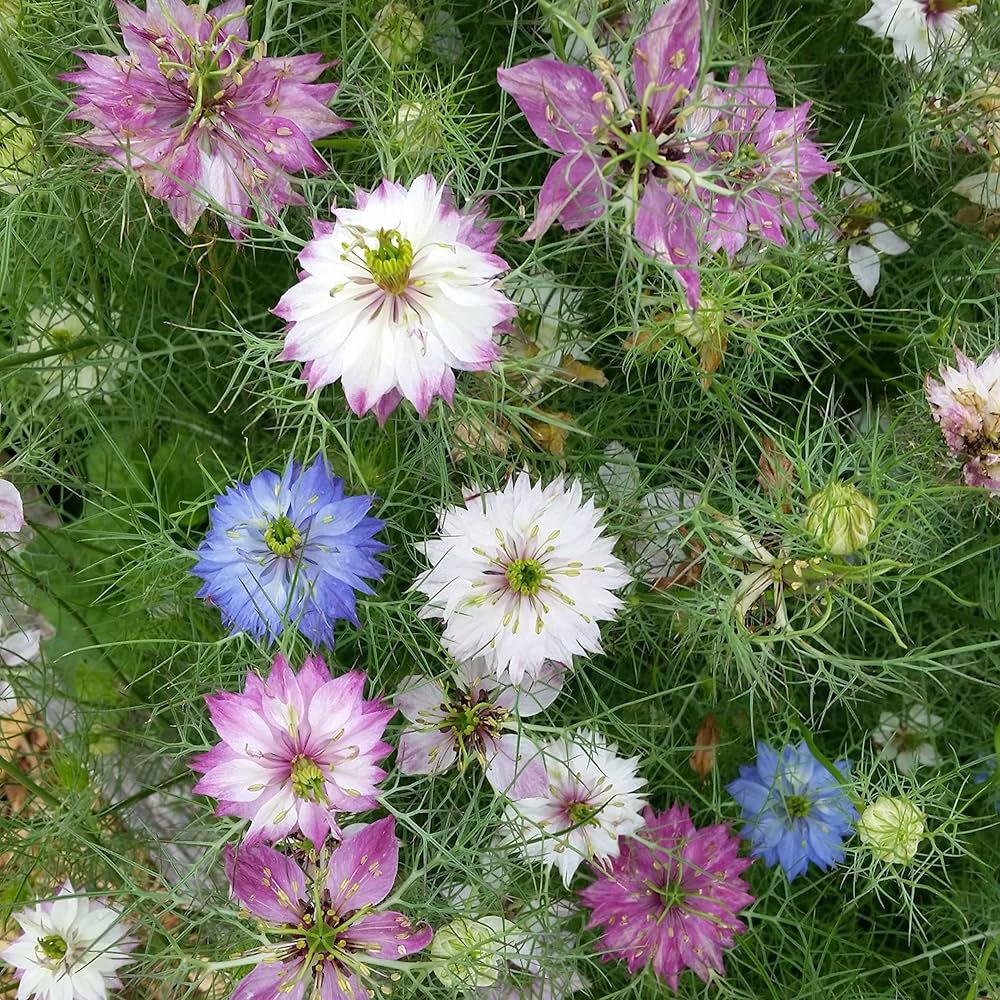 Mixed Nigella Damascena Seeds  Easy to Grow Flower Seeds