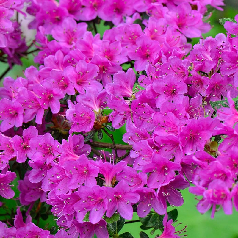 Violet Azalea Flower Seeds for Rich Garden Planting