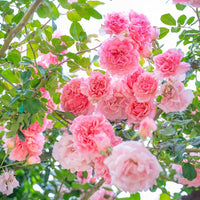 Pink White Climbing Rose Seeds for Planting Long Bloom Season Heirloom & GMO Free Seeds for Home Garden
 
 Sale