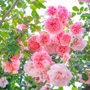 Pink White Climbing Rose Seeds for Planting Long Bloom Season Heirloom & GMO Free Seeds for Home Garden
 
 Sale