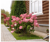 White Pink Hydrangea Seeds Flower seeds for Planting - Sun Loving, Heirloom & GMO Free Seeds for Home Garden