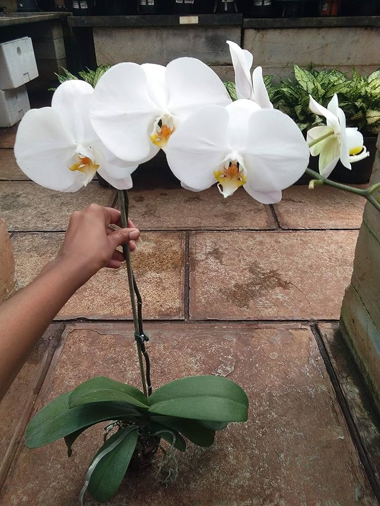 White Phalaenopsis Orchid Seeds Vibrant Colors Heirloom & GMO Free Seeds for Home Garden
 
 Sale