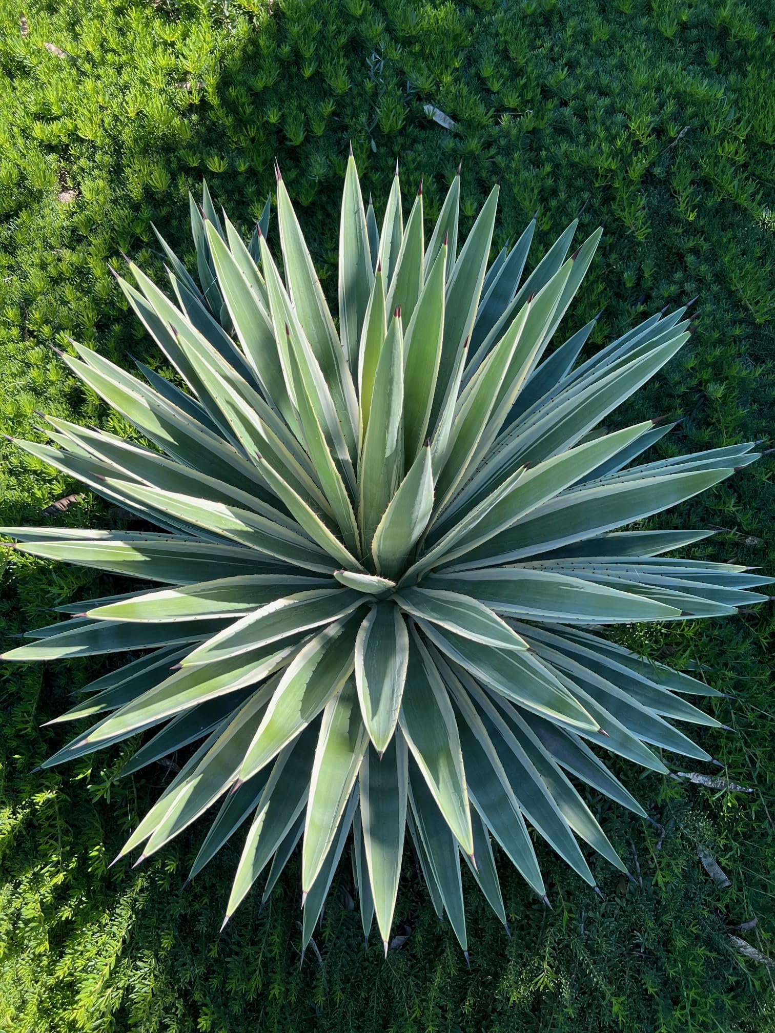 Green Agave Angustifolia Flower seeds for Planting Perfect for Borders Heirloom & GMO Free Seeds for Home Garden 
 
 Sale