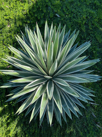 Green Agave Angustifolia Flower seeds for Planting Perfect for Borders Heirloom & GMO Free Seeds for Home Garden 
 
 Sale