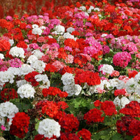 Geranium White Mix Seeds For Effortless Planting Flower