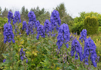 Monkshood Flower seeds for Planting - Shade Tolerant, Heirloom & GMO Free Seeds for Home Garden
 
 Sale for planting in home garden