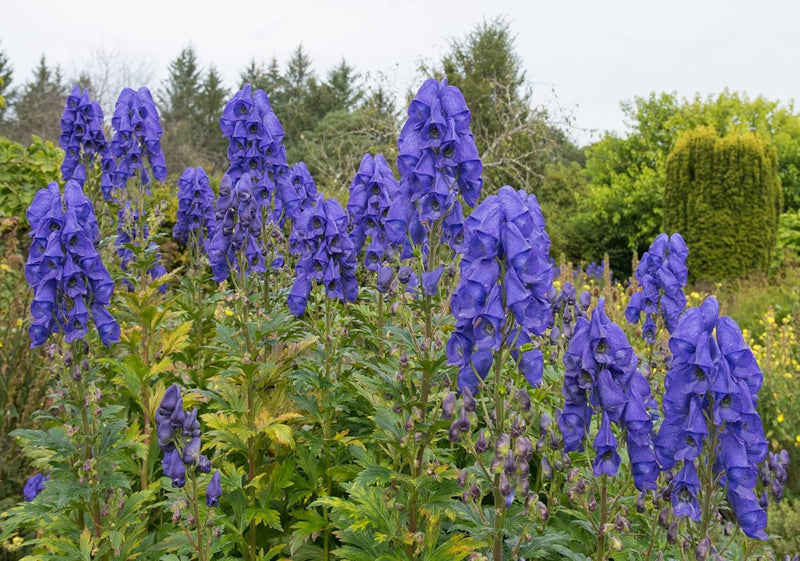 Monkshood Flower seeds for Planting - Shade Tolerant, Heirloom & GMO Free Seeds for Home Garden
 
 Sale for planting in home garden