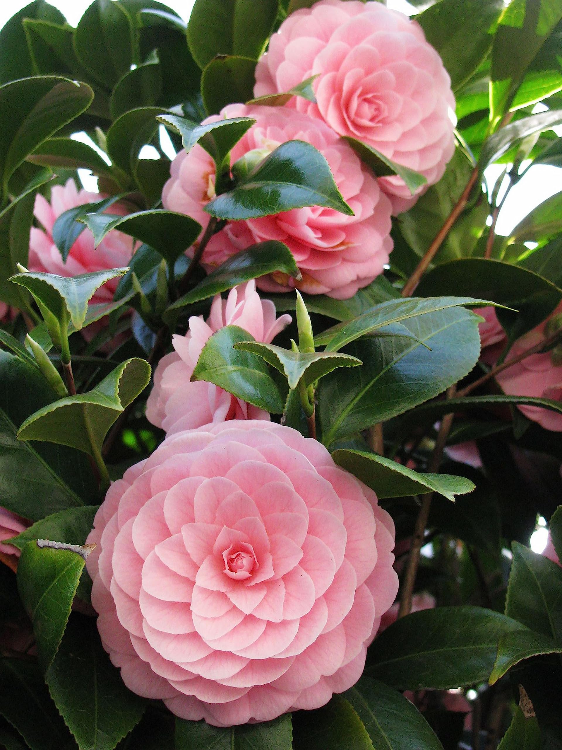 Heirloom Camelia Flower seeds for Planting Sun Loving Heirloom & GMO Free Seeds for Home Garden