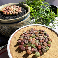 Stapelia Pulchella Seeds for Planting home garden flower bed
