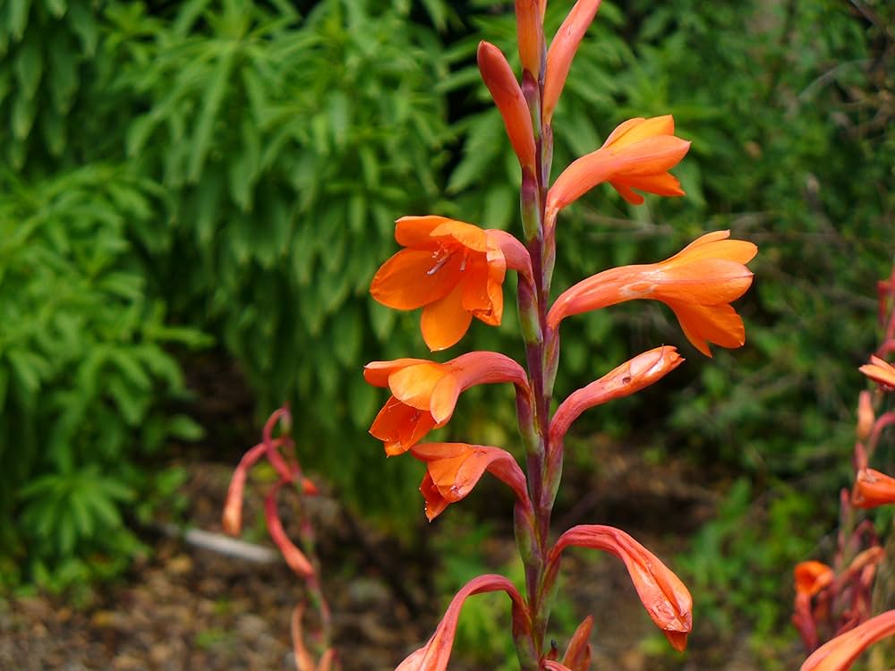 Bugle Lily Watsonia Plant Flower Seeds