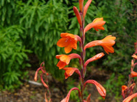 Bugle Lily Watsonia Plant Flower Seeds