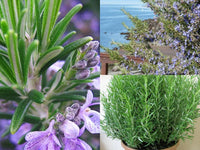 Lavender Rosemary Flower seeds for Planting - Hardy Variety, Heirloom & GMO Free Seeds for Home Garden