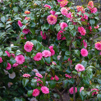 Pink Camellia Flower seeds for Planting - Drought Tolerant, Heirloom & GMO Free Seeds for Home Garden