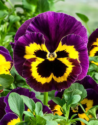 Pansy Trailing Flower seeds for Planting Bright Blooms Heirloom & GMO Free Seeds for Home Garden
