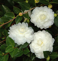 White Camellia Flores Flower Seeds for Planting Cut Flower Favorite Heirloom & GMO Free Seeds for Home Garden
 
 Sale