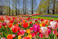 Double Tulip Seeds, Rare Flower Seeds, Perennial Bonsai Plant, Gift for Home Garden
