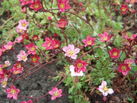 Heirloom Saxifrage Rose for Planting - Perfect for Borders, Heirloom & GMO Free Seeds for Home Garden