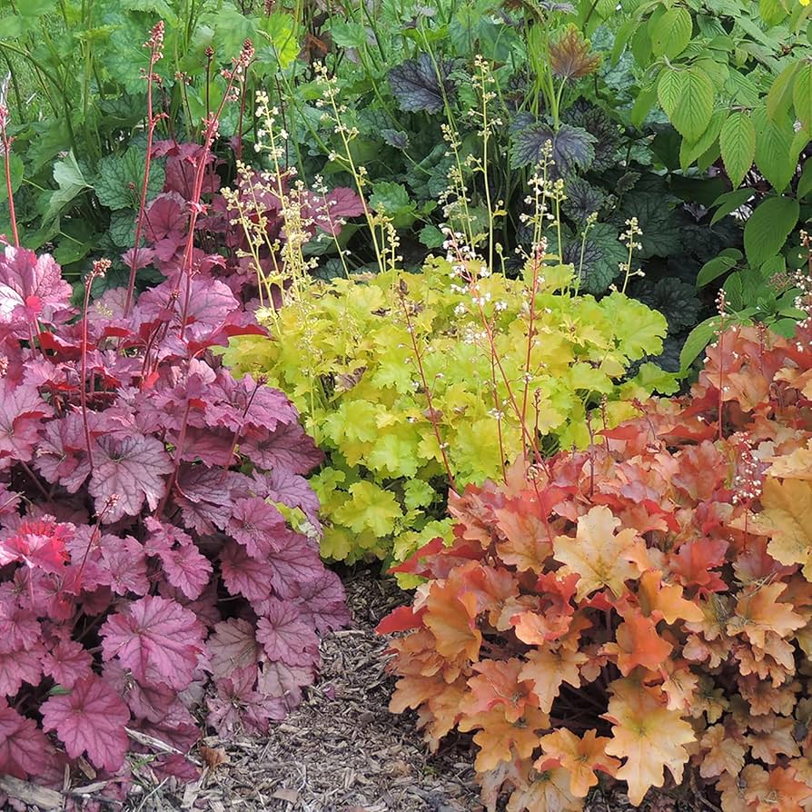 Mixed Heuchera Micrantha Flower seeds for Planting - Colorful Display, Heirloom & GMO Free Seeds for Home Garden