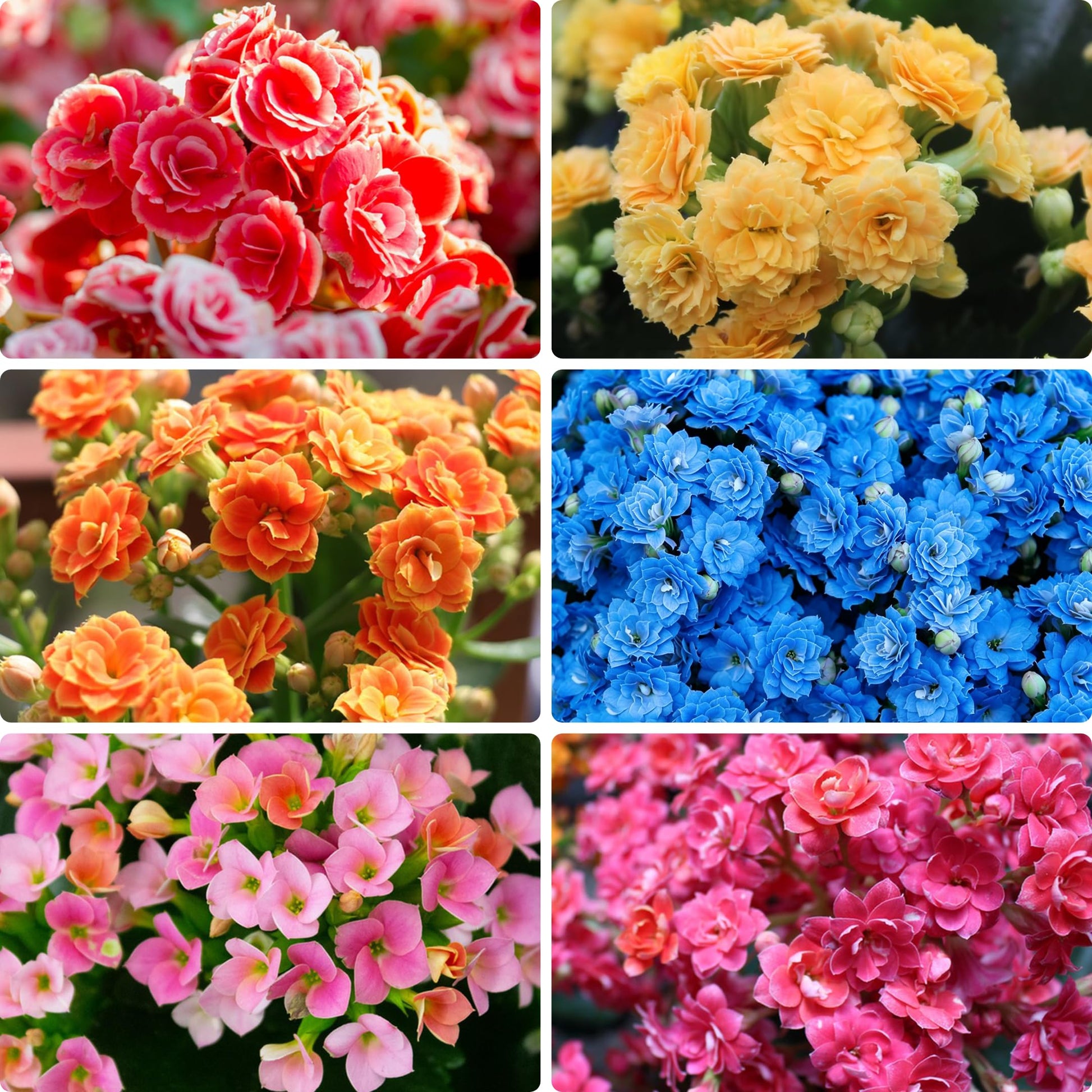 Orange Hydrangea Flower seeds for Planting - Pollinator Friendly, Heirloom & GMO Free Seeds for Home Garden