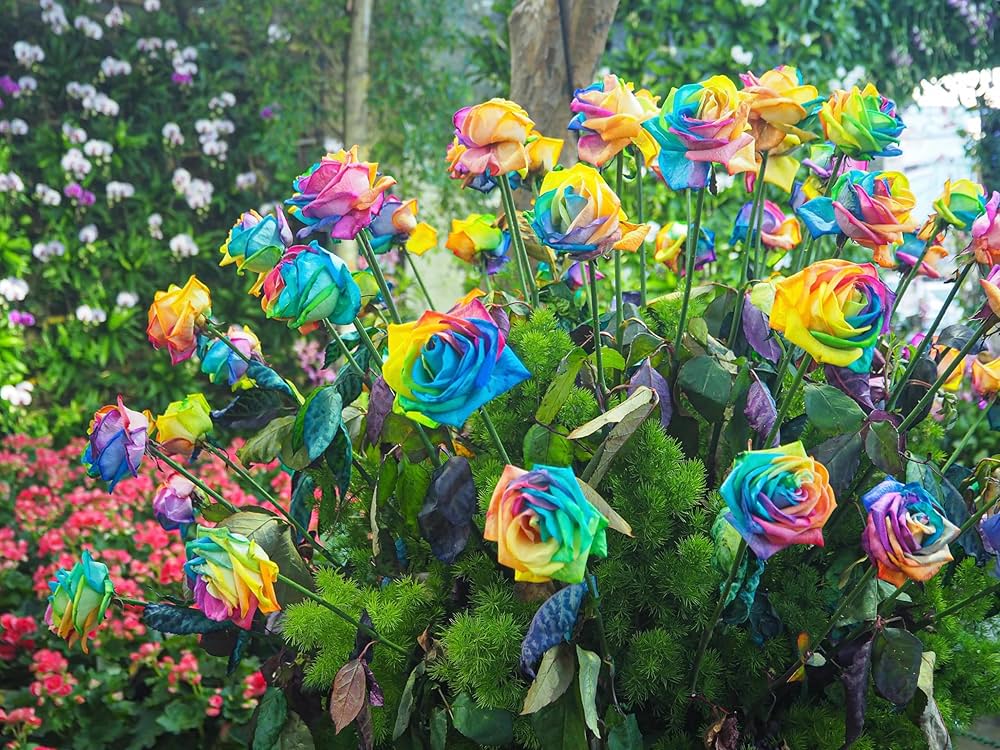 White Rainbow Potted Rose Seeds for Planting Drought Tolerant Heirloom & GMO Free Seeds for Home Garden
 
 Sale
