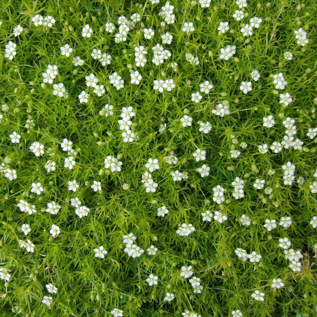 White Sagina Subulata Flower seeds for Planting - Wildflower Mix, Heirloom & GMO Free Seeds for Home Garden