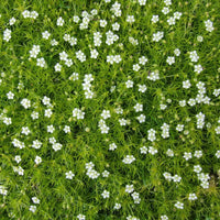 White Sagina Subulata Flower seeds for Planting - Wildflower Mix, Heirloom & GMO Free Seeds for Home Garden