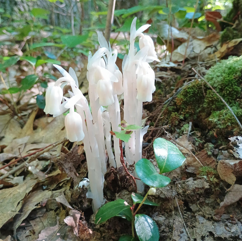 Monotropa Uniflora Seeds - Planting the Enigmatic Indian Pipe Flower