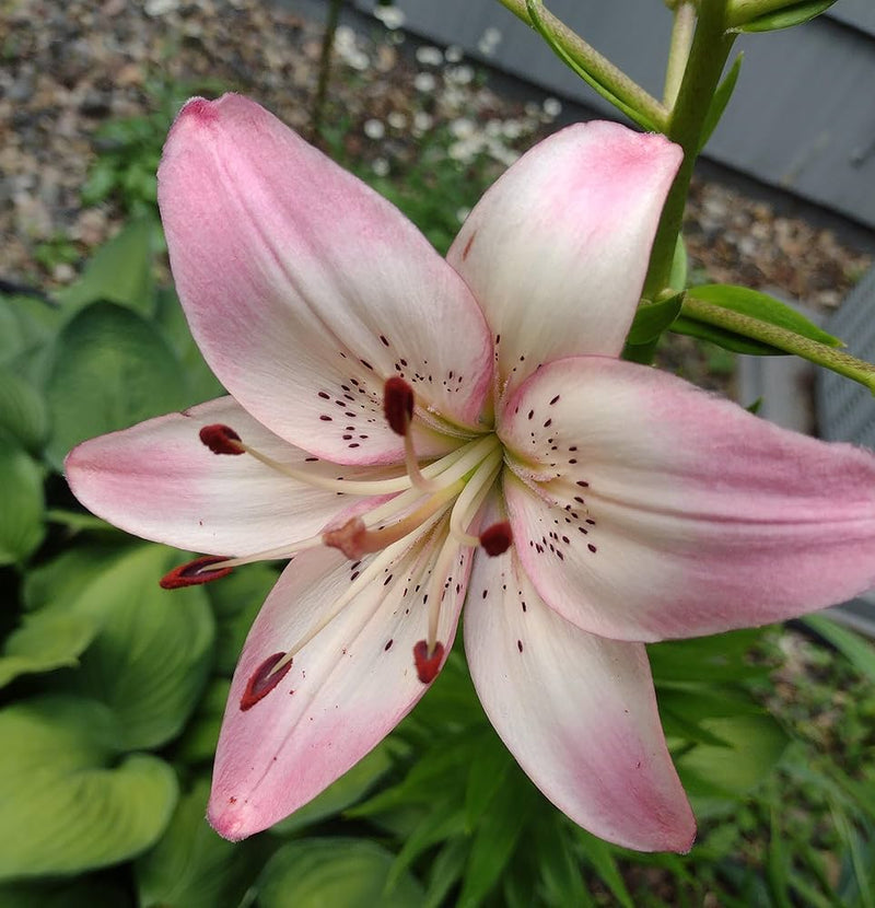 Lilly Flower seeds for Planting Seasonal Bloomer Heirloom & GMO Free Seeds for Home Garden