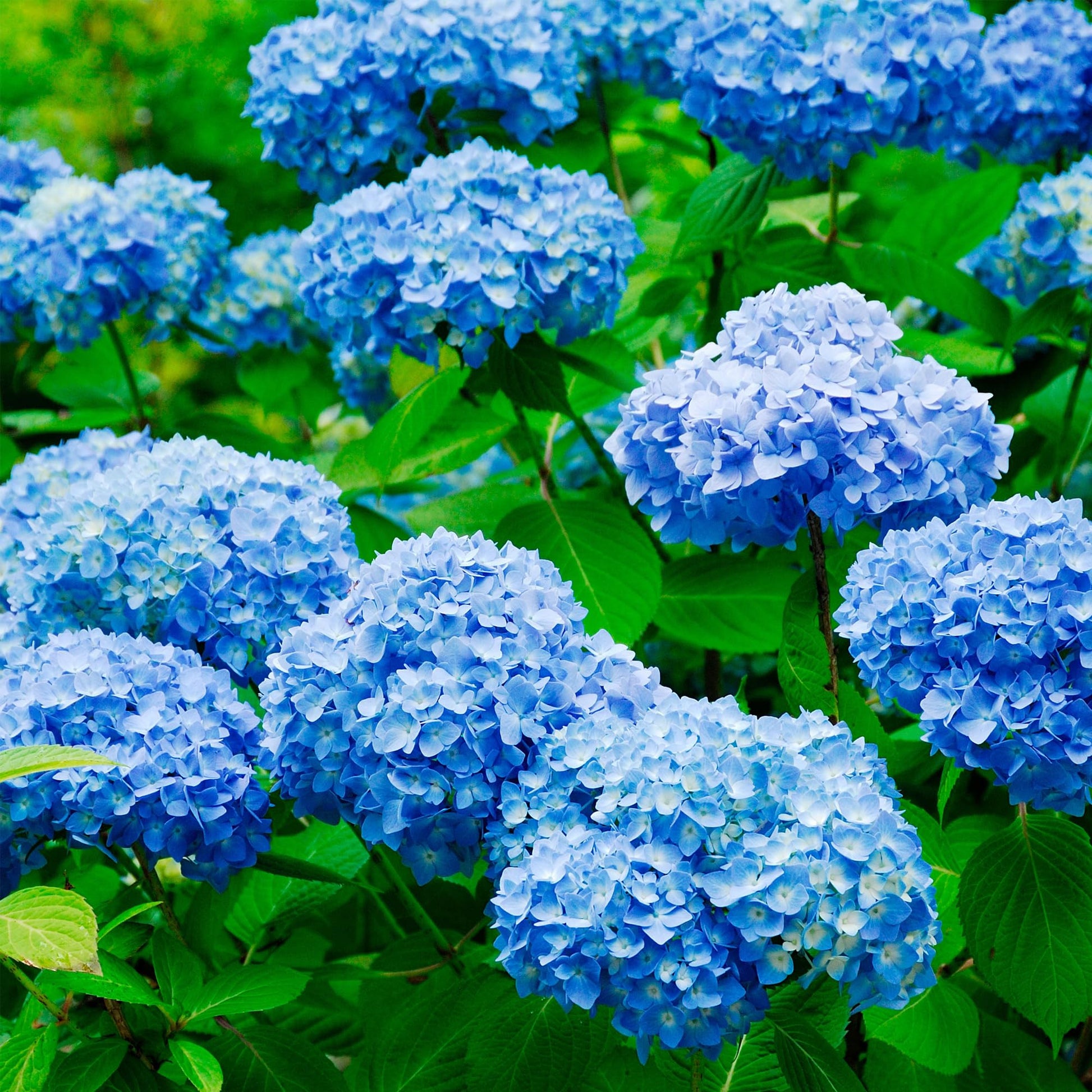 Deep Blue Hydrangea Flower seeds for Planting - Premium Quality, Heirloom & GMO Free Seeds for Home Garden