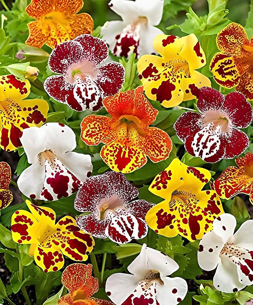 Mimulus Flower seeds for Planting Sun Loving Heirloom & GMO Free Seeds for Home Garden
