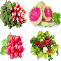 Easter Egg Radish Seeds - Colorful Planting For Vibrant Harvests Vegetable Seeds