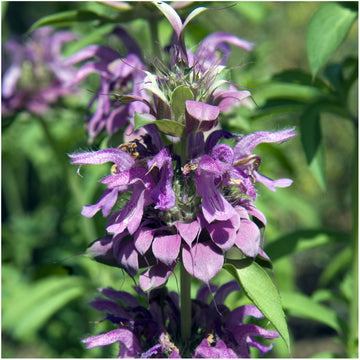 Purple Monarda Punctata Seeds for Planting  Vibrant Perennial Blooms