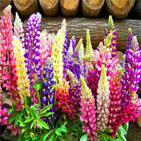 Mixed Lupine Flower seeds for Planting Cottage Garden Essential Heirloom & GMO Free Seeds for Home Garden 
 
 Sale