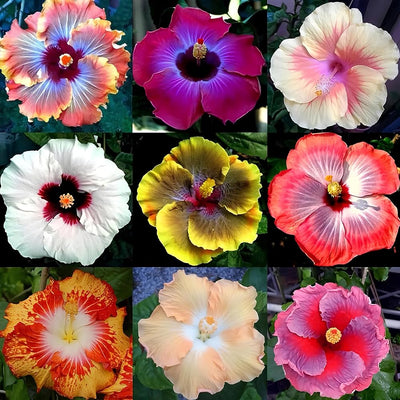 100 Pcs