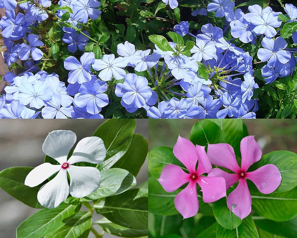 Periwinkle Vinca Flower seeds for Planting Sun Loving Heirloom & GMO Free Seeds for Home Garden