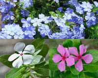 Periwinkle Vinca Flower seeds for Planting Sun Loving Heirloom & GMO Free Seeds for Home Garden