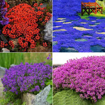 Mix Creeping Thyme Flower seeds for Planting - Sun Loving, Heirloom & GMO Free Seeds for Home Garden