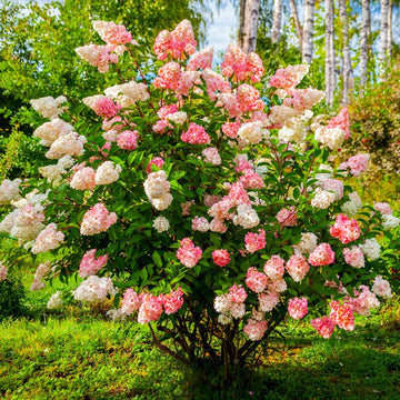 Vanilla Strawberry Hydrangea Hydrangea macrophylla Flower Seeds for Planting in Garden